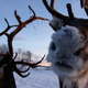 Reindeer staring into camera with snowy nose